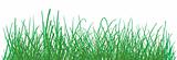 green grass pattern on white background. vector