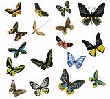 multicolored butterflies on a white background