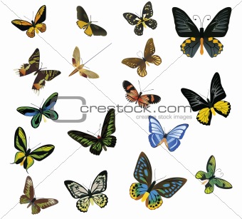 multicolored butterflies on a white background