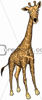Giraffe from Africa