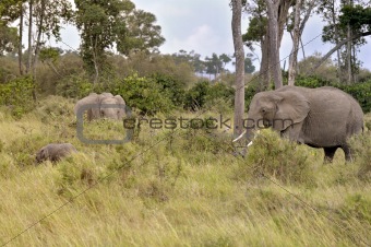 Herd of elephants   in Masai Mara