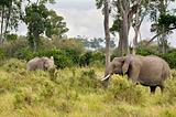 elephants   in Masai Mara
