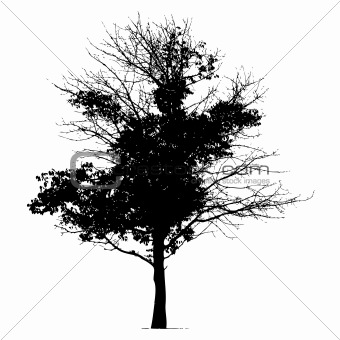 Tree silhouette black