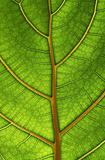 bright close-up green leaf structure