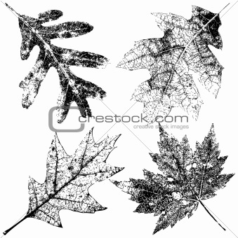 Four Grungy Fall Leaves