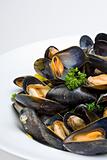 cooked open blue mussels on white background