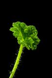 Geranium leaf with drops