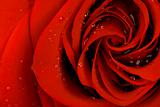 Red rose's heart