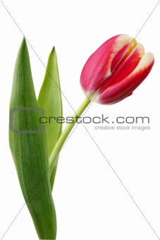Red fresh tulip