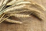 Bundle of the wheat ears on sack 