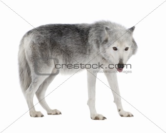 Loups blanc 8 ans Mc enzie