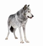 Mackenzie Valley Wolf (8 years) - Canis lupus occidentalis