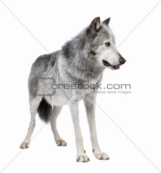 Mackenzie Valley Wolf (8 years) - Canis lupus occidentalis