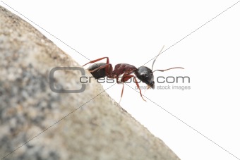 Curious Ant