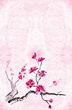 plum blossomm