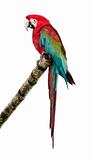Green-winged Macaw - Ara chloropterus (18 months)