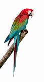 Green-winged Macaw - Ara chloropterus (18 months)