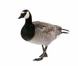 Mixed-Breed goose between Canada Goose and Barnacle Goose  (+/- 