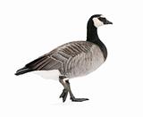 Mixed-Breed goose between Canada Goose and Barnacle Goose  (+/- 