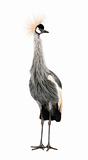 Grey Crowned Crane - Balearica regulorum (18 months)