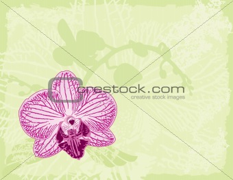 Orchid on a Green Background
