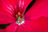 The geranium flower