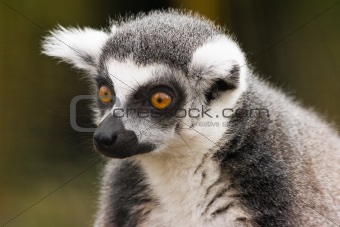 Portrait of Ring-tailed lemur