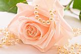 Soft pink rose and pearls