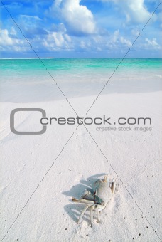 Crab on a tropical beach