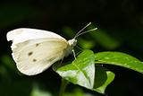 Small white on green leaf