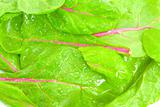 Wet Red Chard