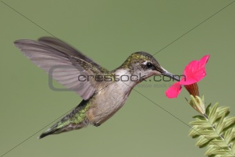 Juvenile Ruby-throated Hummingbird (archilochus colubris)