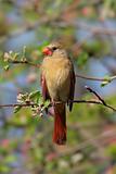 Female Northern Cardinal (cardinalis) 