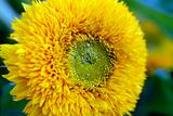 beautiful yellow decorative Sunflower petals closeup