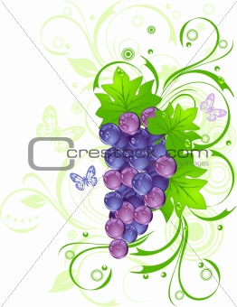Grapevine with drops of water against green leaves, vector illus