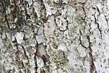 grey tree bark