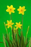Yellow Spring Daffodils on Green Background