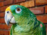 old parrot
