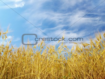 wheats 