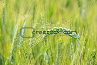 wheats