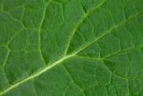 Closeup of Green Leaf