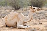 Resting camel in Australian desert near Alice Springs