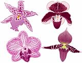 Four Orchids