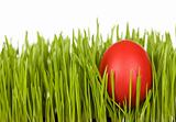 Red easter egg in the grass - isolated