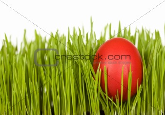 Red easter egg in the grass - isolated