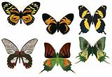 many multicolored butterflies on a white background
