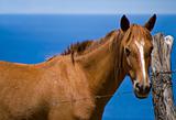 Horse from Azores