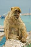Monkey sleeping in Gibraltar