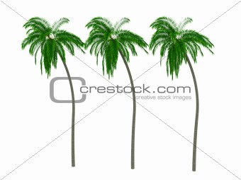 Palms 3d