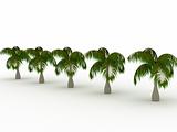 Row of palms